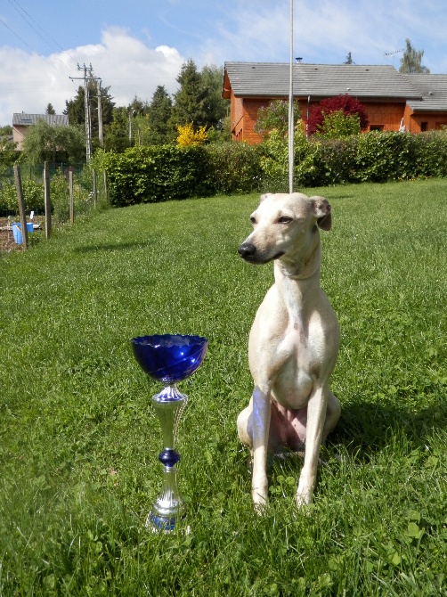 Du Cèdre Bleu De Monette - Coursing international -  Agonges  31 mai et 1er juin 2014...