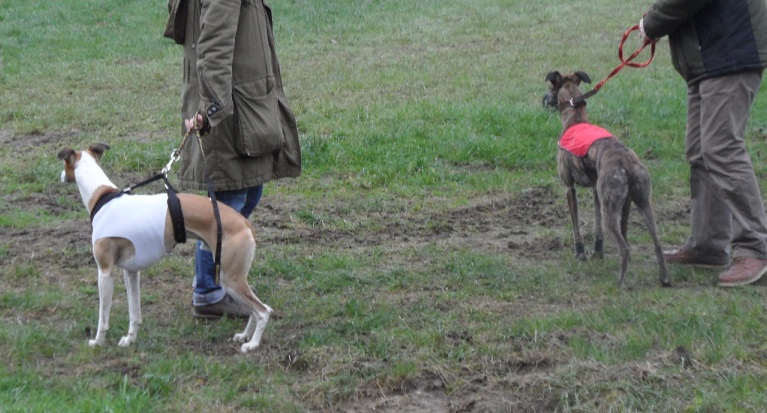 Du Cèdre Bleu De Monette - Coursing international de Beringen (Belgique) - samedi 12/11/2016 