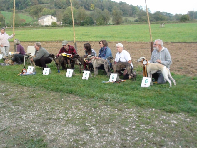 Du Cèdre Bleu De Monette - Coursing international de Laferté sur Amance (52) - samedi 4 oct. 2014