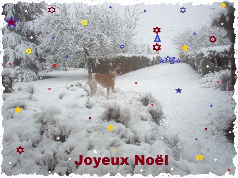 Du Cèdre Bleu De Monette - Joyeux Noël...