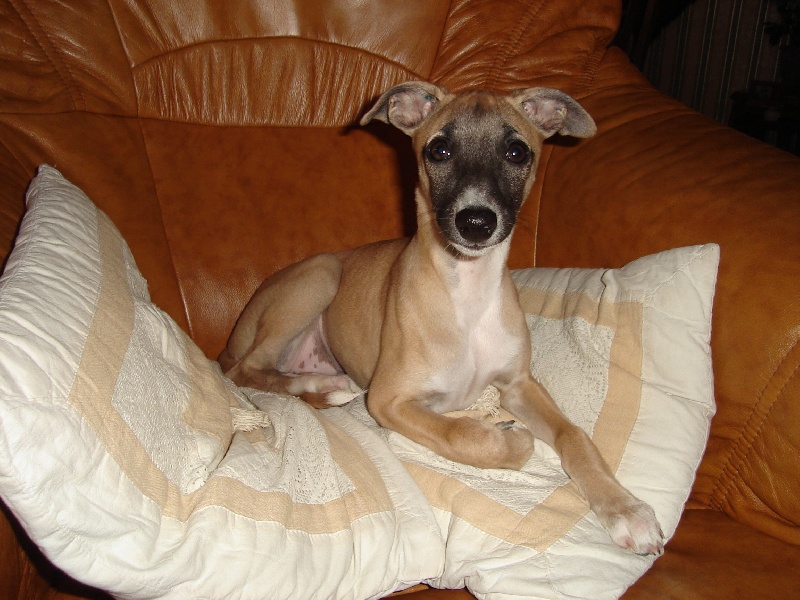 Dyvinn' ithée dite duchesse Du Cèdre Bleu De Monette