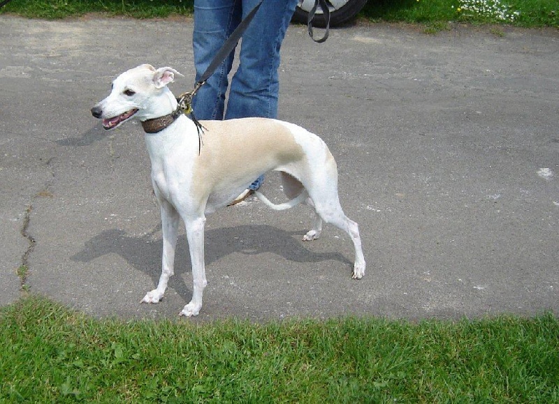 Braisie l' hyène dite baïka Du Cèdre Bleu De Monette