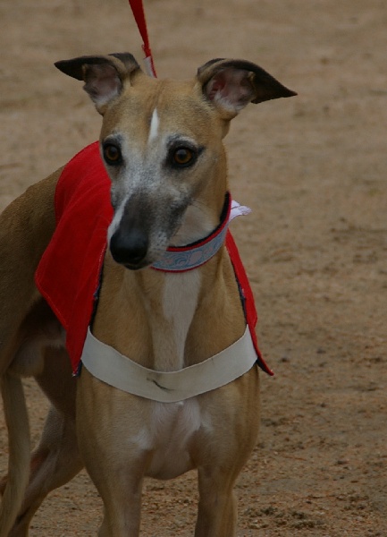 Bas-relief dit bali Du Cèdre Bleu De Monette