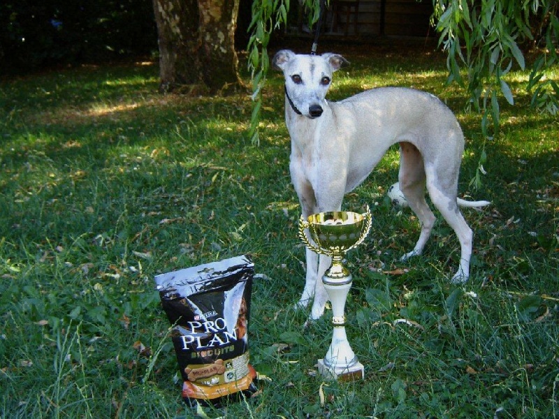 Ds hébé-clodia dite kyo Du Cèdre Bleu De Monette