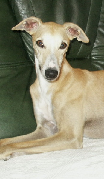 Démione-rudolph Du Cèdre Bleu De Monette