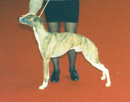 Jocrisse Du Cèdre Bleu De Monette